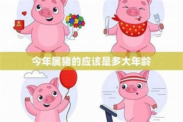 属猪,生于6月的运程