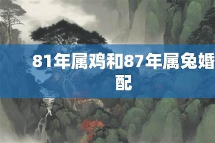 兔子在鸡年运势如何,兔年里,属鸡的人运程会怎样？