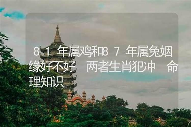 兔子在鸡年的运势如何,属兔子的鸡年运程
