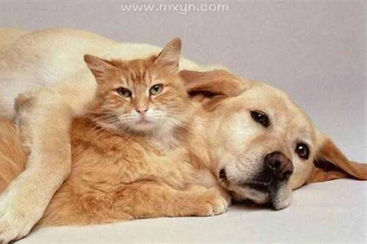 梦见狗跟猫是什么征兆
