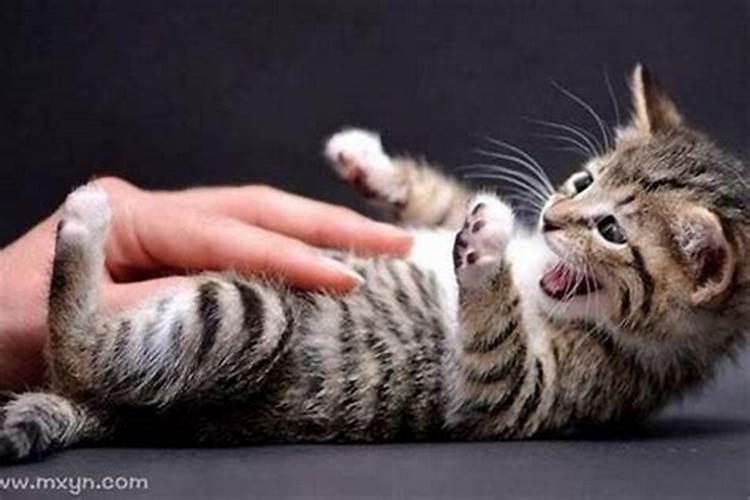 梦到猫抓自己是什么意思周公解梦
