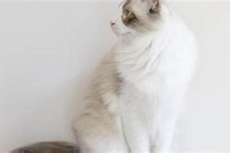 女人梦见猫抓自己是什么预兆