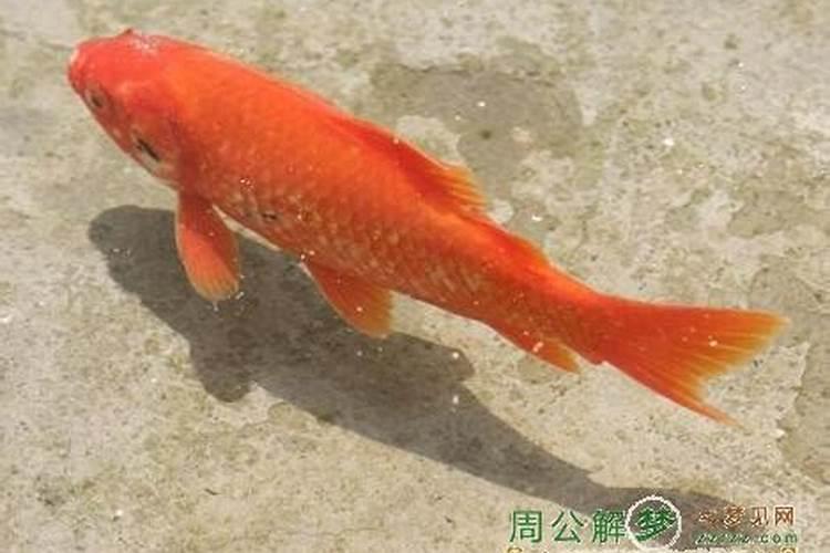 梦见去世的姥姥在哭的预兆