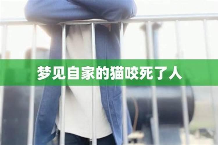 梦见小猫被咬断脖子的预兆