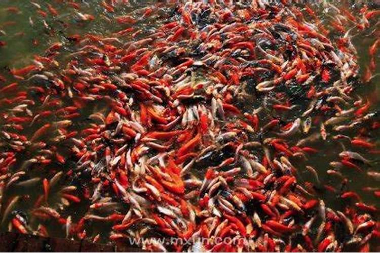 梦见很多鱼预示什么