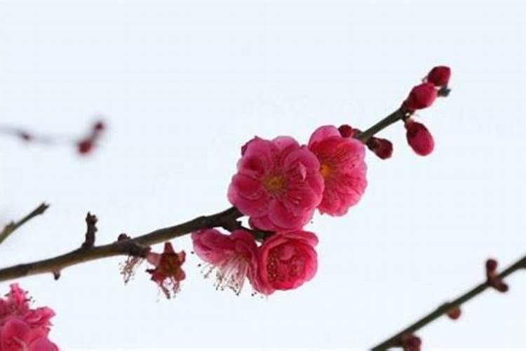 男人桃花劫的身体表现