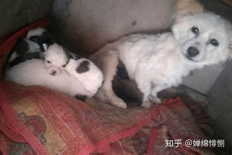 梦见狗生一窝小狗是什么预兆