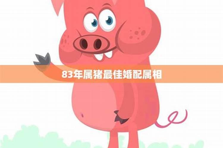 属猪女和什么属相是最配的 属猪女和什么属相配婚最好