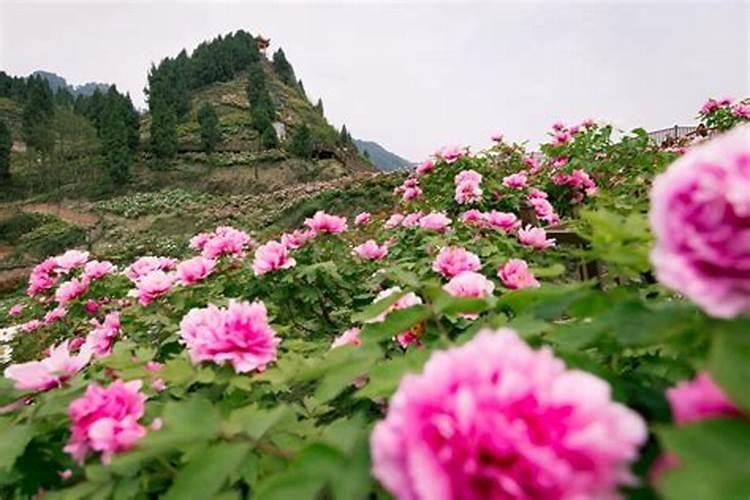 山东的清明节习俗