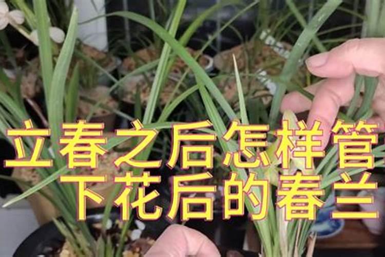 苗木返青水什么时候浇