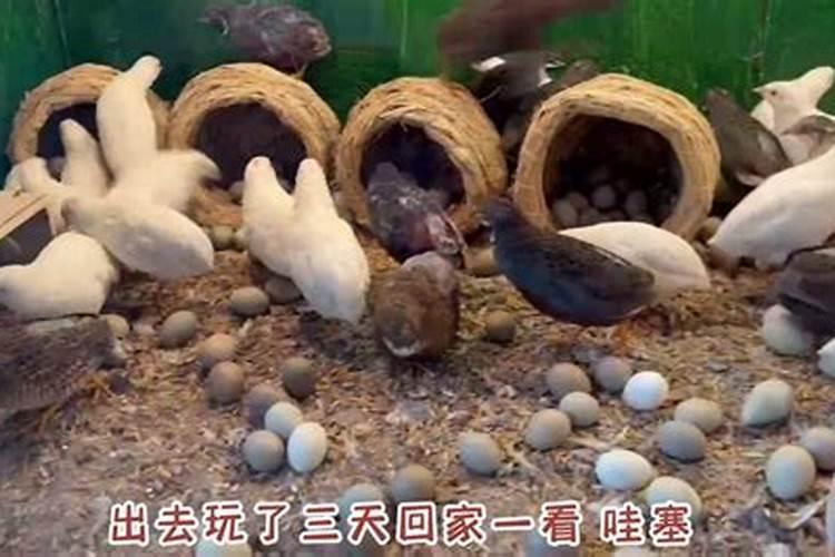 捡到活鸡有什么预兆