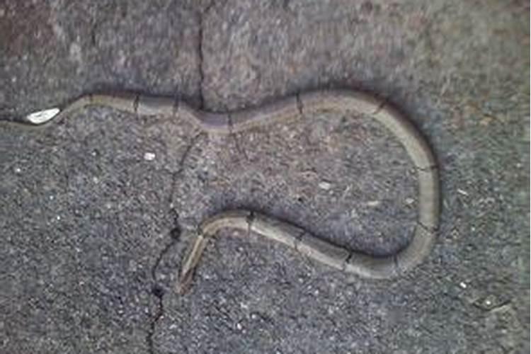 梦见蛇死去的亲人的预兆