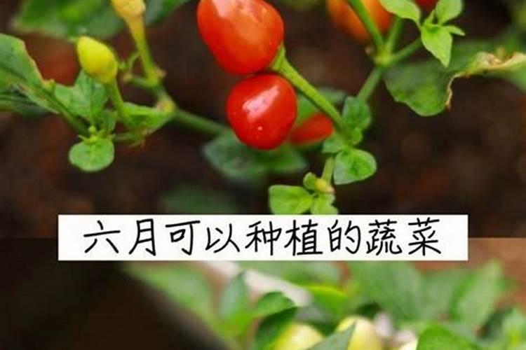 家中院子很大,有哪些好打理的果树适合种植？