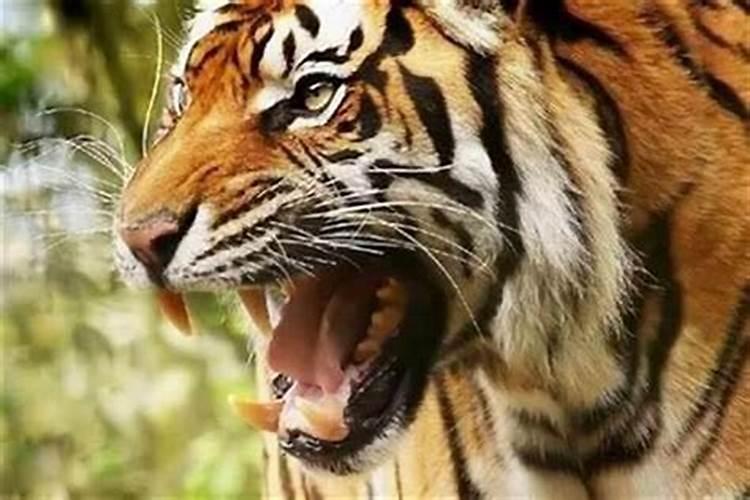 2025年犯太岁的生肖猴怎么化解 2025年犯太岁的生肖猴怎么躲星