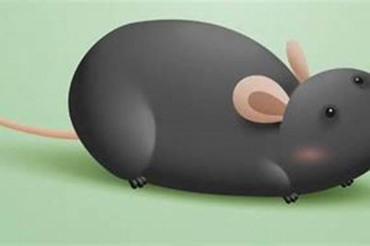 女人梦见抓到一只老鼠有什么预兆