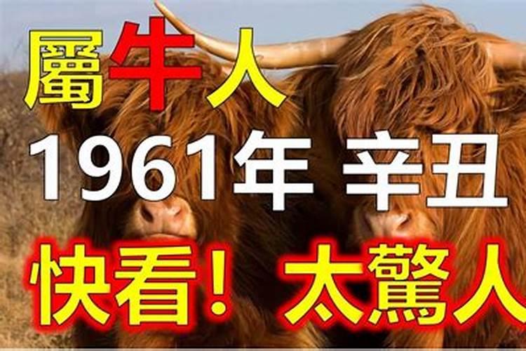 2023年属牛是什么命运,属牛的命运怎么样