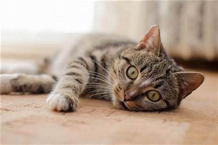 梦见小猫把我的手咬出血了是什么意思？