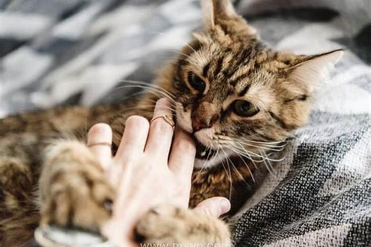 梦见被猫咬到手是什么预兆？