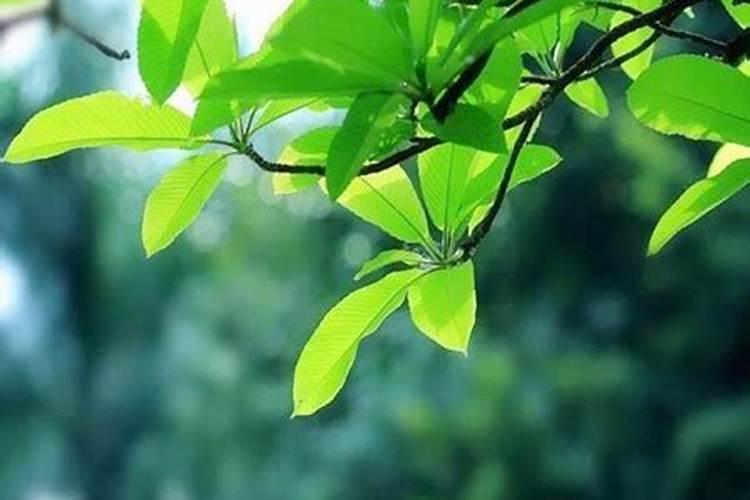 八字喜木为什么要选五行木和水的名字