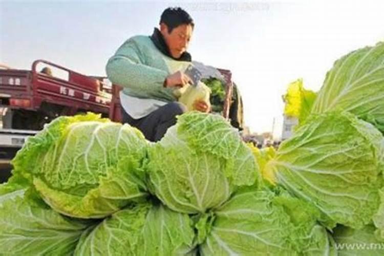 梦见卖白菜是什么意思 梦见卖白菜好不好