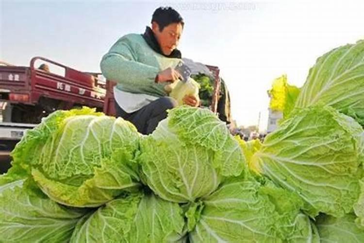 梦见卖白菜是什么意思？