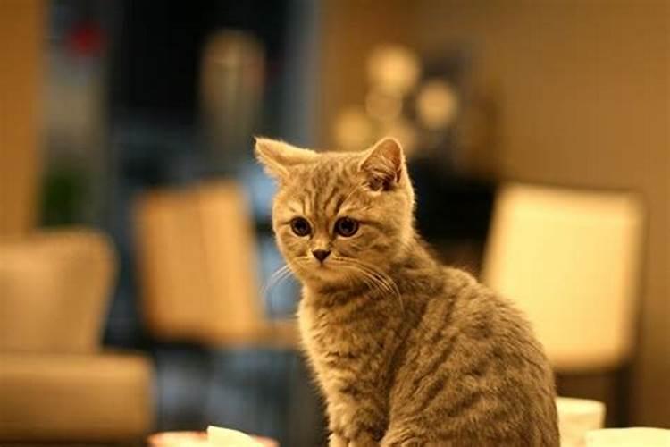 流浪猫进家门风水