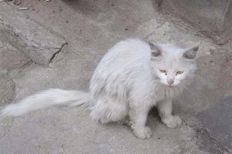 家中进了野猫,是否有好的风水预兆呢？