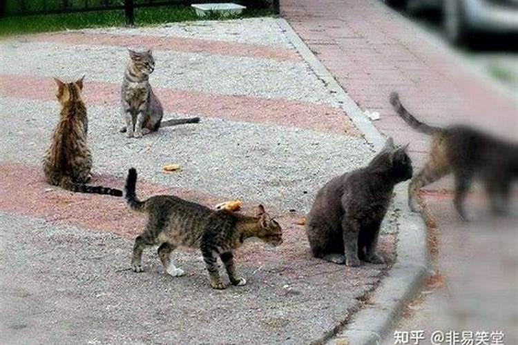 野猫进家有什么预兆