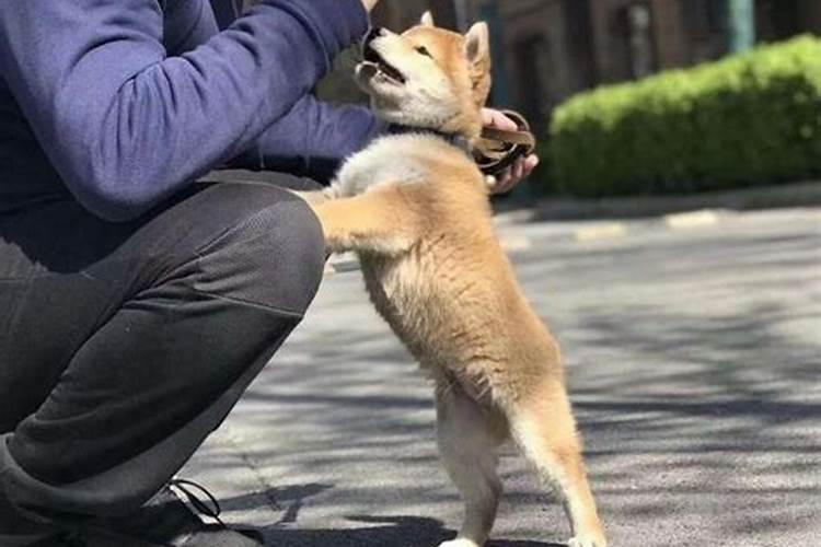 梦见小老虎追别人的预兆