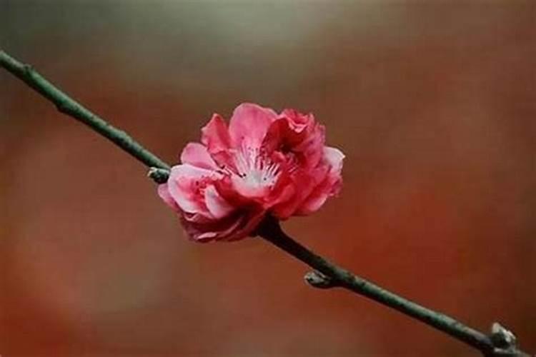 怎么查八字中的桃花,井水,红颜,流霞