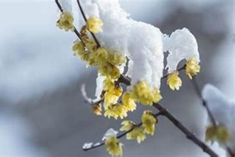 女人梦见下雪什么意思 女人梦见下雪代表什么
