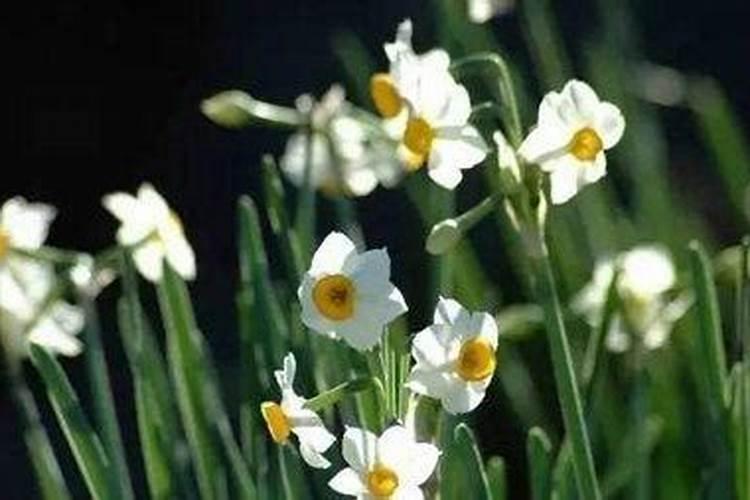 有关水仙花的传说