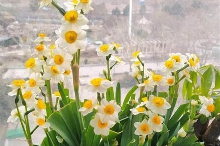 水仙花的由来