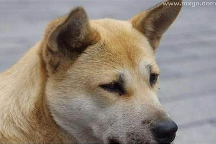 山东是大年初三回娘家吗？