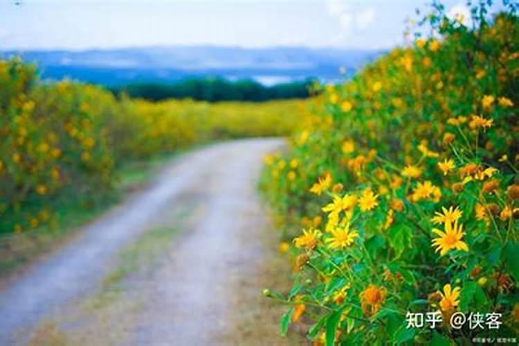 属猪跟属兔的婚姻相配吗,属马和属猪的合不合
