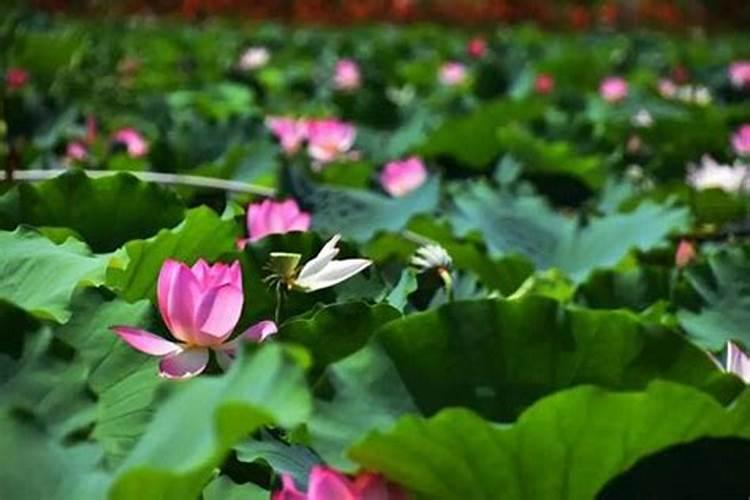 中秋惠东西枝江公园有活动吗