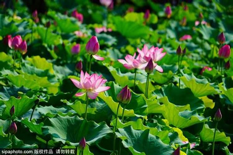 江苏淮安荷花荡景区