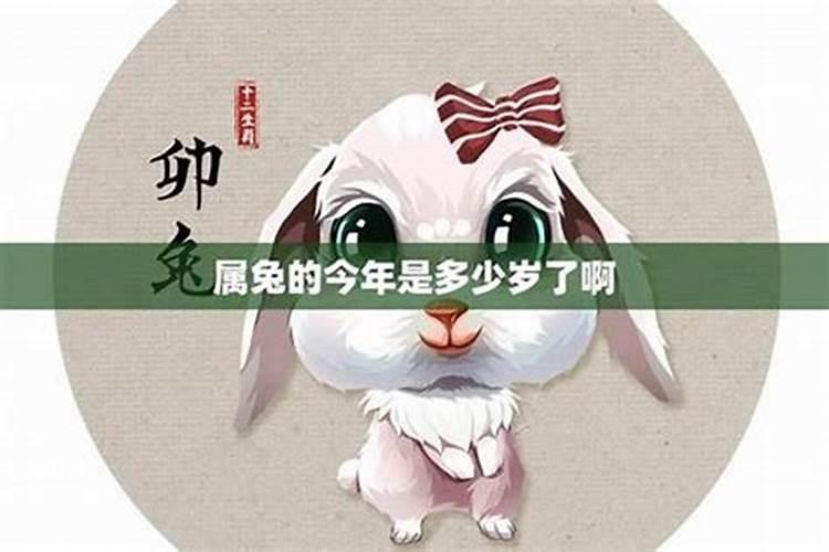 今年属兔多大岁数2024属兔今年多大岁数2024年