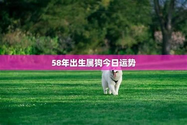 属狗的几点出生最好属狗几点出生大富大贵