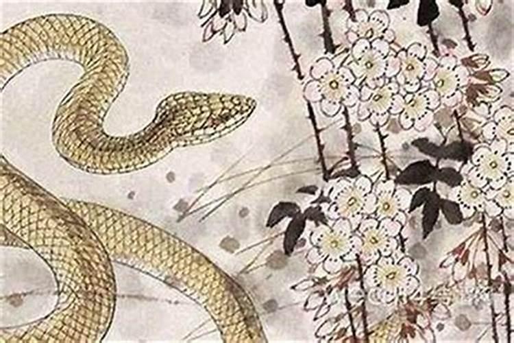 属蛇女人的命运与婚姻