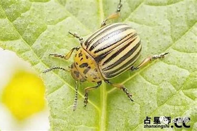 梦见表弟死去的预兆