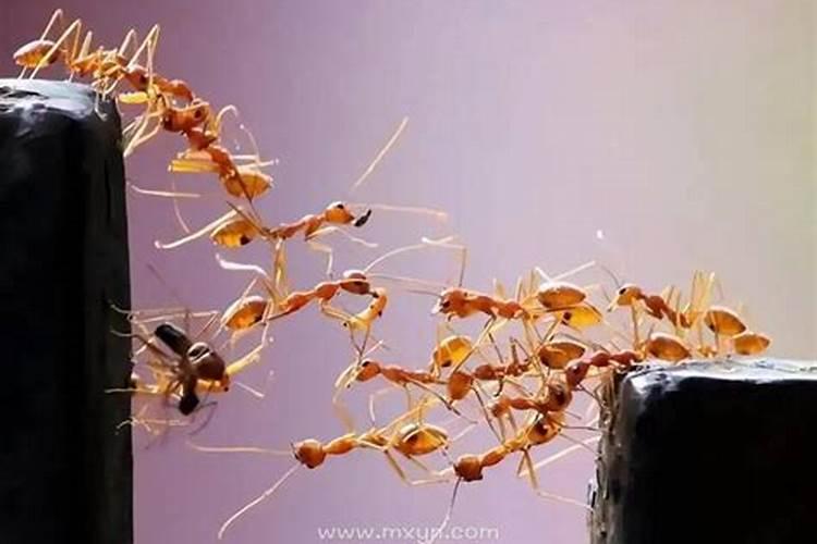梦见一堆蚂蚁怎么回事 梦见一堆蚂蚁的寓意