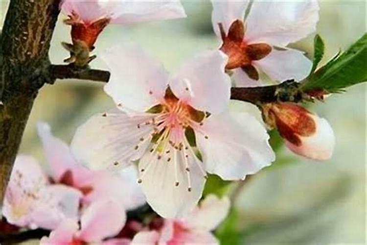 桃花运怎么变旺 桃花运如何变旺