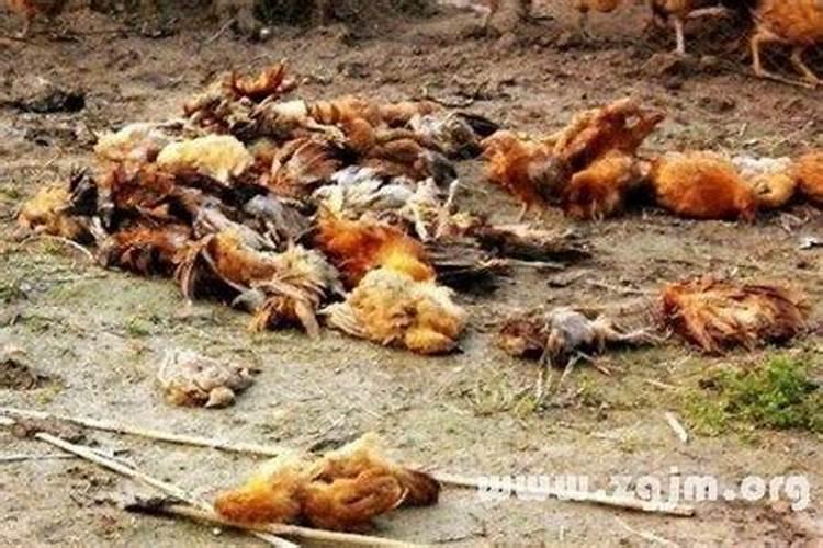 女人梦见死鸡什么预兆
