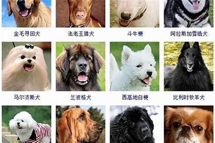 什么样的微信名字可以带来好运