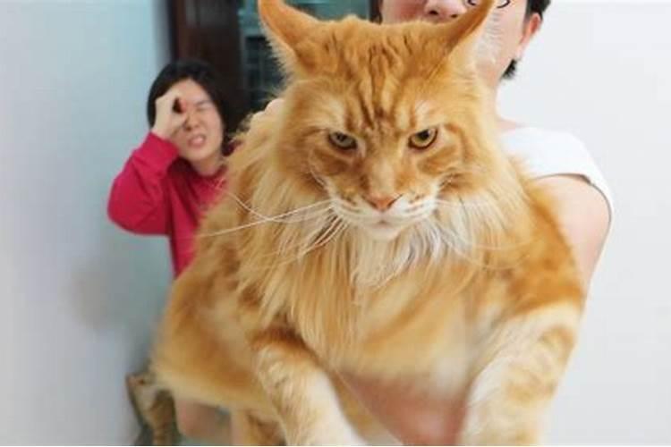 养猫会带来什么运气 有利于风水吗