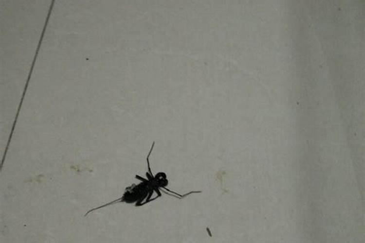 梦见抱着儿子儿子踩死蝎子的预兆