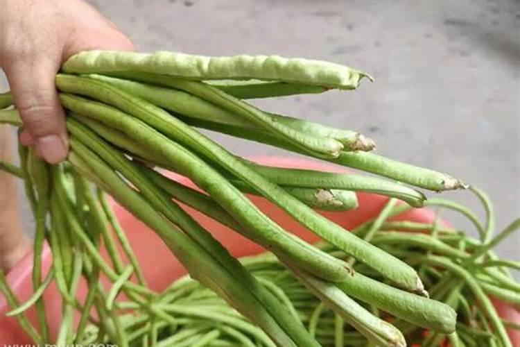 梦见好多豆角又多又长