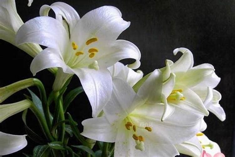 梦见看到很多颜色的百合花的预兆