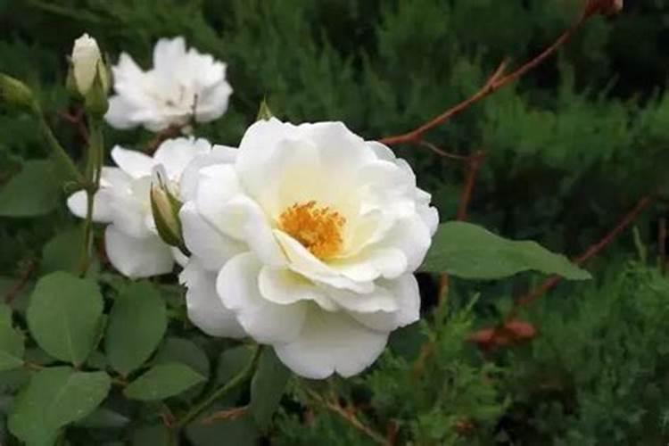祭祖鲜花插法有什么讲究？